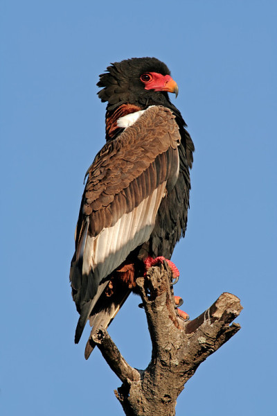 巴泰勒
