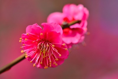 日本的梅花