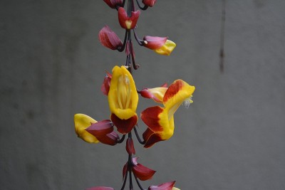 美丽花朵珠宝鞋