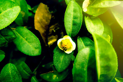白花与蜂虫在天然种植的绿茶叶田背景下。