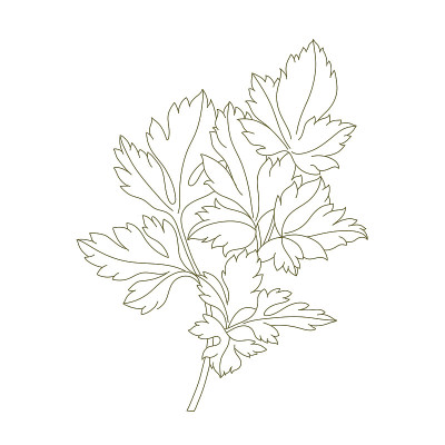 欧芹