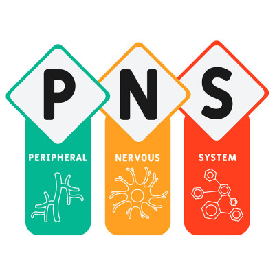 PNS -周围神经系统的缩写。经营理念的背景。