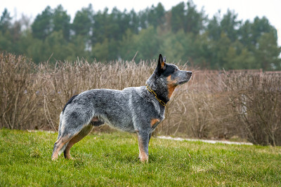 澳大利亚牧羊犬，灰、红、白斑点的治疗师站在草地上。