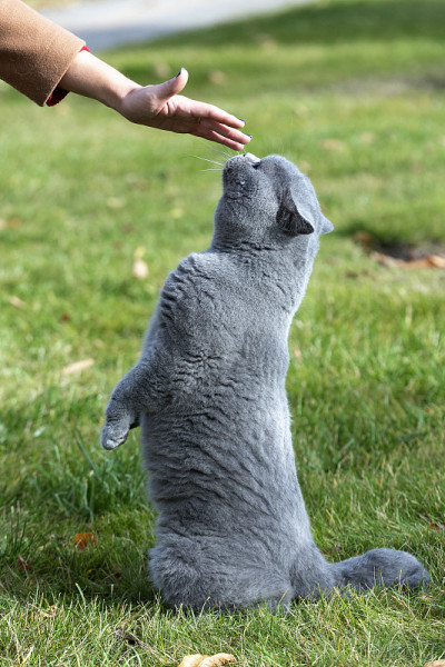 英国的猫