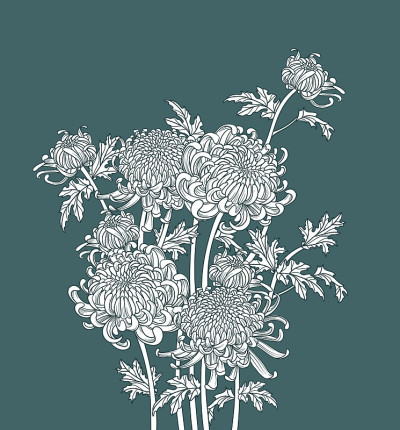 一束日本菊花。轮廓画水墨风格。插图豪华的设计。单色图形。