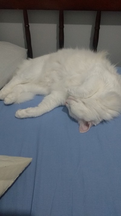土耳其安哥拉猫