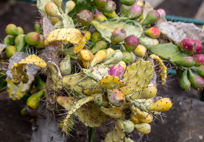 Opuntia ficus-indica