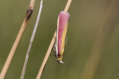 Oncocera semirubella