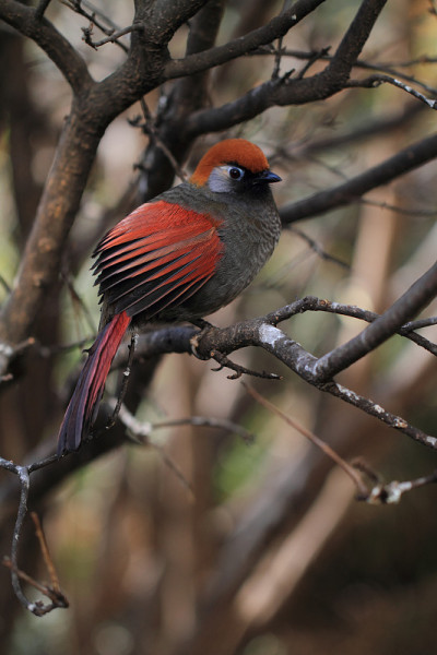 红翼Laughingthrush