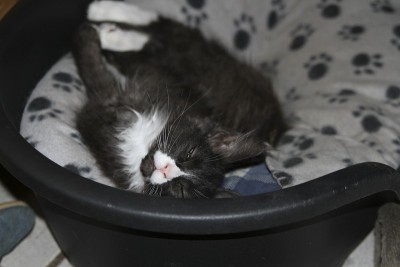 小缅因猫在玩耍