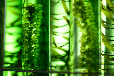 海藻质地背景，实验室研究，生物技术科学概念