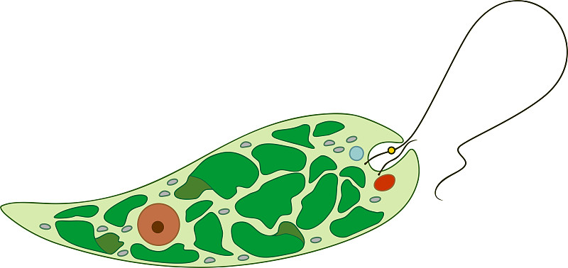 绿绿Euglena green is的结构