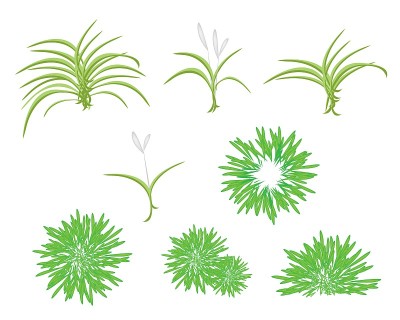 龙血蜥植物的等距树组