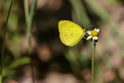以自然为背景的普通草黄蝴蝶图片(Eurema hecabe contumberalis Moore,
