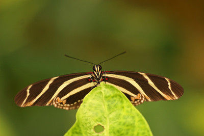 斑马longwing