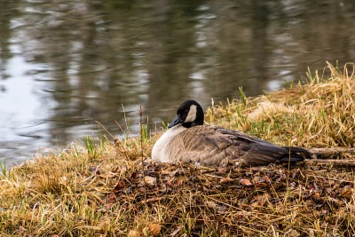 Rudy ducks (Oxyura jamaicensis)， with their blue b