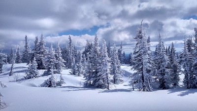 白雪覆盖的树在绿色的山上