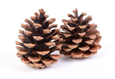 Close-up Two Pine Cones