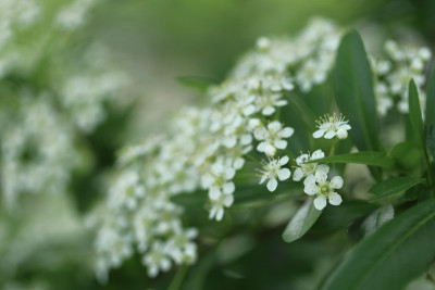 火棘花