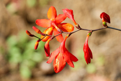 大自然中美丽的Crocosmia花