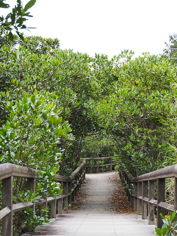 日本冲绳县克塞寺河附近红树林中的一条木制步道