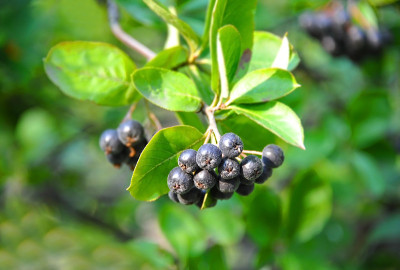 黑色阿什贝里(Aronia melanocarpa)