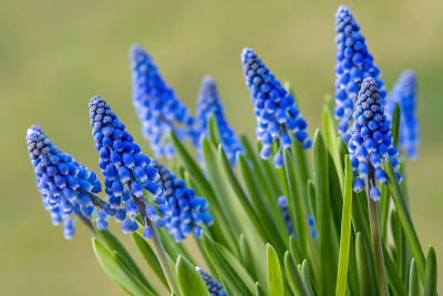 蓝色葡萄风信子花