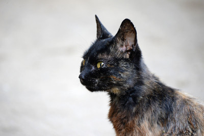 肖像黑猫
