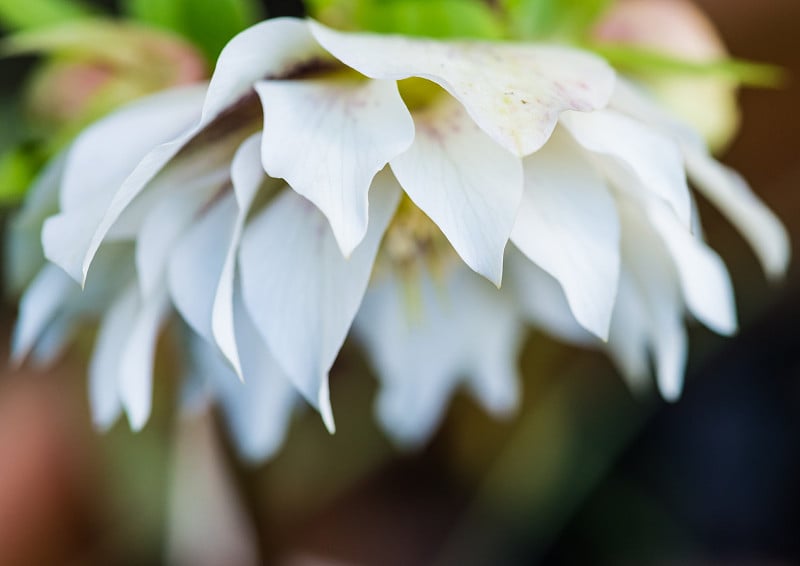 藜芦