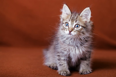 可爱的条纹的小猫
