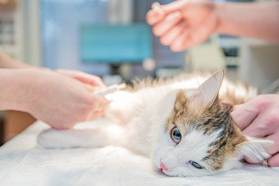 在兽医诊所给一只猫注射