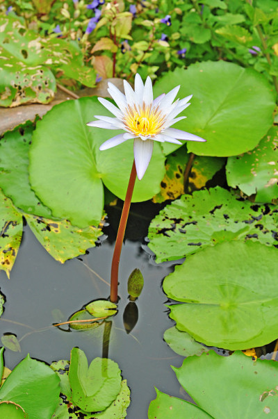 莲花