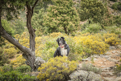 科西嘉岛北部Tartagine山谷的边境牧羊犬