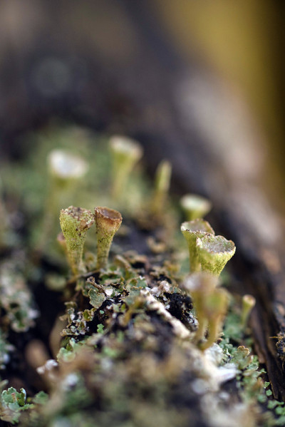 Moss and lichen