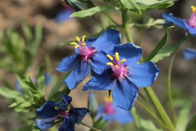 “蓝花”- Anagallis Monelli