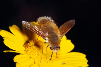 Bee-fly
