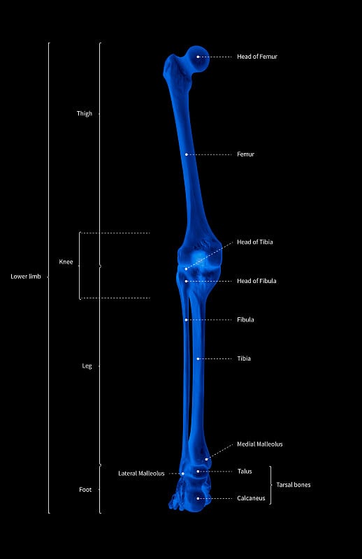 人体骨骼、下肢解剖、骨系统或腿骨的信息图后视图- 3d医学插图-人体解剖-医学图-教育理念- x射线