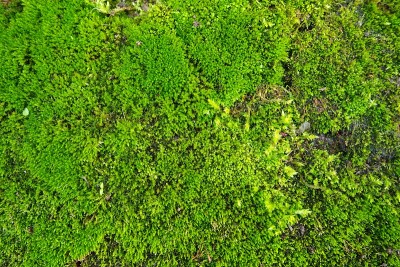 苔藓高等植物或苔藓植物。苔藓学的主题，苔藓的科学。潮湿的混凝土上覆盖着亮绿色的苔藓地毯。美丽的自然背