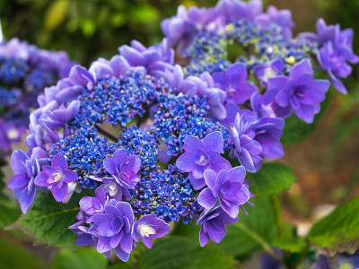 绣球花