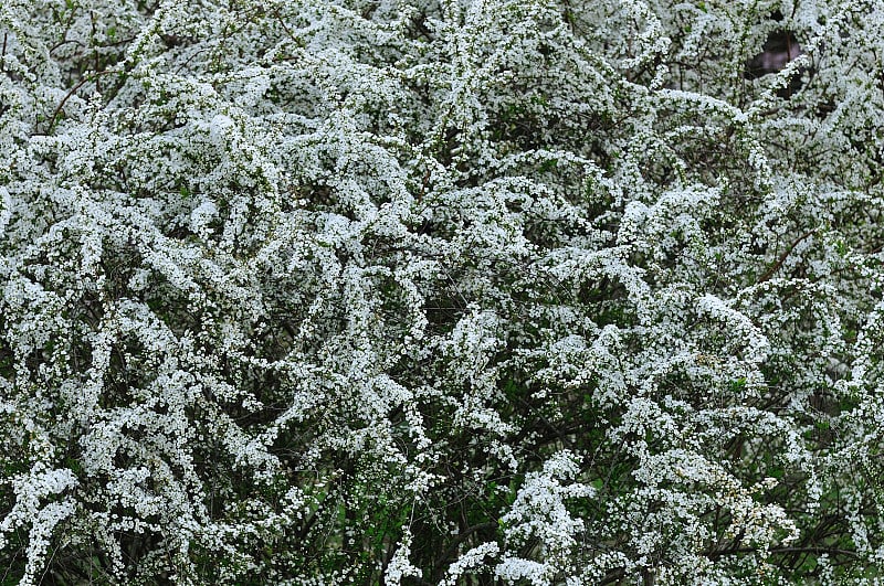 Spiraea thunbergii