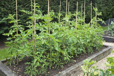 在英国户外种植的番茄