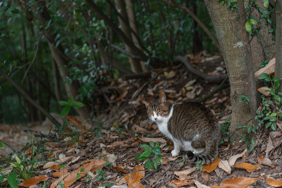 森林里的猫