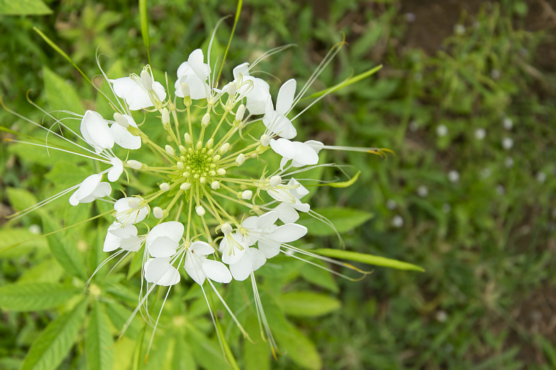 俯视图蜘蛛花或Cleome spinosa。