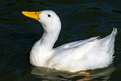大白鸭(platyrhychos domesticus)