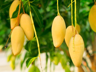 成熟的芒果果实挂在树上。