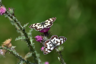 Melanargia galathea