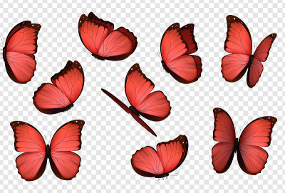 Butterfly Red. isolated butterflies.