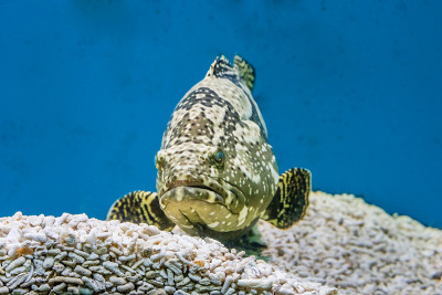 咸水水族馆里的鱼