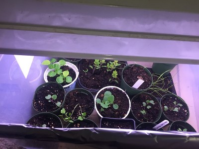 2019年生长季节的蔬菜和香草