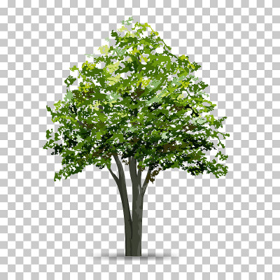 树孤立在透明的背景与软阴影。用于景观设计。公园和户外对象的想法，自然文章在印刷和网站。